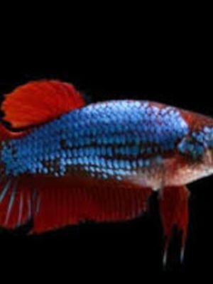 Betta Fêmea Dragon 2-4cm