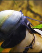 Ampularia Black 1-3cm