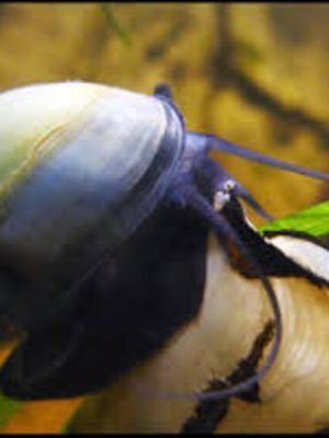 Ampularia Black 1-3cm