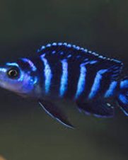 Demasoni Pombo 3-6cm