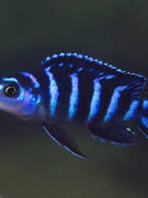 Demasoni Pombo 3-6cm