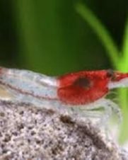 Camarão Neocaridina Red Rilli 1-2cm