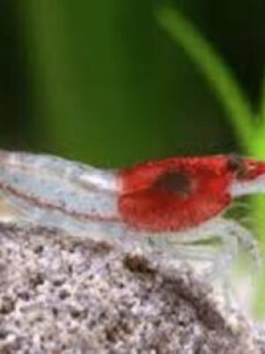 Camarão Neocaridina Red Rilli 1-2cm