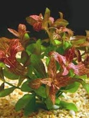 Hygrophila polysperma ‘Rosanervig’