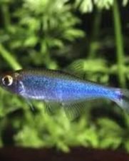Tetra Azul 3-4cm