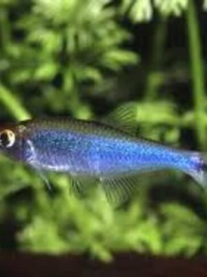 Tetra Azul 3-4cm
