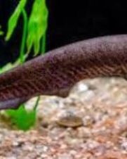 Tuvira 14-18cm Tuvira 14-18cm