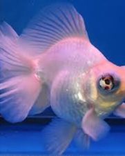 Kinguio Telescopio Branco 3-5cm Kinguio Telescopio Branco 3-5cm