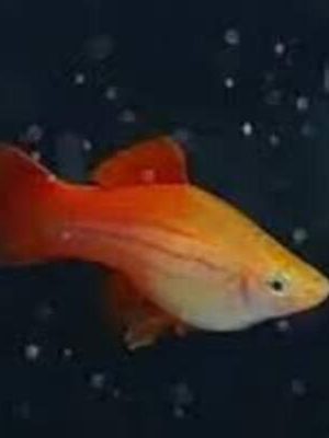 Espada Wagtail 2-5cm