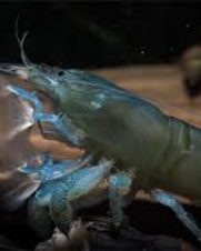 Lagosta Filtradora 4-6cm