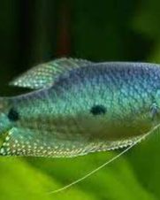 Tricogaster Marmorato 3-6cm Tricogaster Marmorato 3-6cm