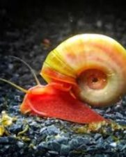 Caramujo Red Ramshorn 1–2cm