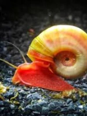 Caramujo Red Ramshorn 1-2cm