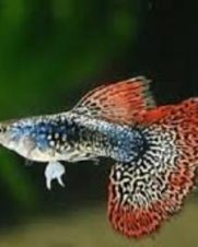 Lebiste Red Glass Dragon Casal 2-4cm Lebiste Red Glass Dragon Casal 2-4cm