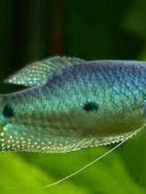 Lebiste Red Glass Dragon Casal 2-4cm