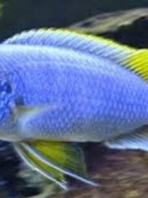 Gephyrochromis moorii 3-6cm