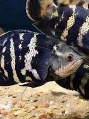 Oscar Bumblebee 9-12cm