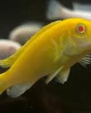labidochromis Yellow Albino 3-6cm labidochromis Yellow Albino 3-6cm