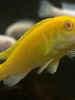 labidochromis Yellow Albino 3-6cm