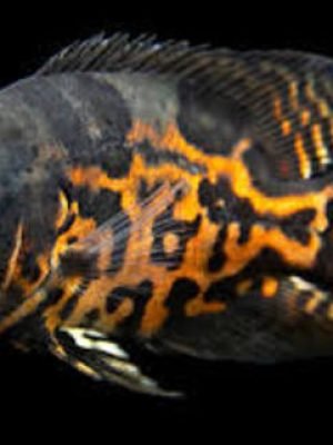 Oscar Red Tigre 6-9cm