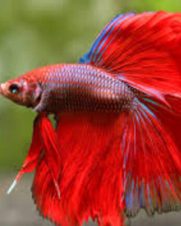 Betta Macho Splendens 3-5cm