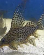 Synodontis Eupterus 15-17cm