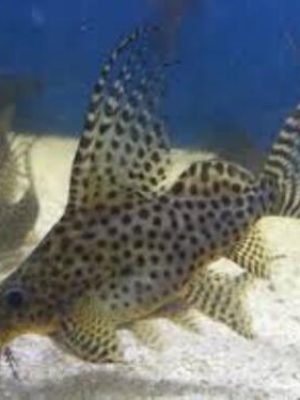 Synodontis Eupterus 15-17cm