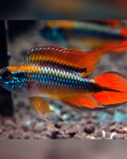 Apistogramma Agassizii 3-6cm