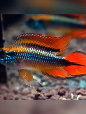 Apistogramma Agassizii 3-6cm