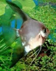 Acara Bandeira Siamês 4-5cm