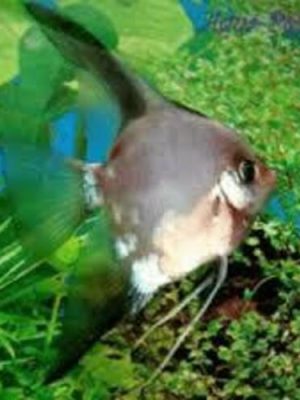 Acara Bandeira Siamês 4-5cm