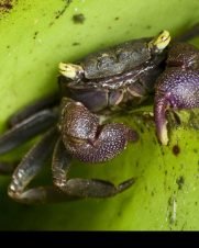Caranguejo de Bromélia