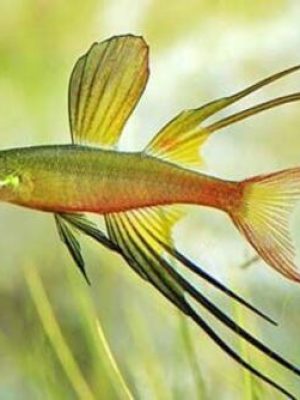 Iriatherina 2-4cm