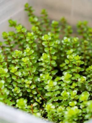 Rotala Rotundifolia