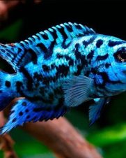 Jack Dempsey Blue 4-8cm