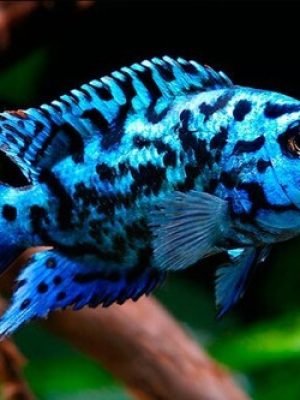 Jack Dempsey Blue 6-9cm