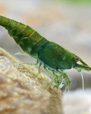 Camarao Neocaridina Camarao Neocaridina