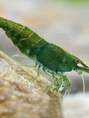 Camarao Neocaridina