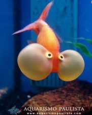 Kinguio Bolha 4-6cm Kinguio Bolha 4-6cm