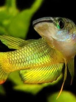 Killifish Panchax Casal 2-4cm