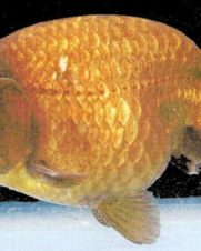 Kinguio Ranchu Chocolate 6-9cm Kinguio Ranchu Chocolate 6-9cm