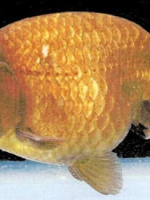 Kinguio Ranchu Chocolate 6-9cm