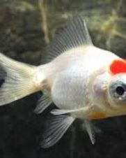 Kinguio Telescopio Red Cap 6-9cm