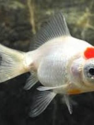 Kinguio Telescopio Red Cap 6-9cm