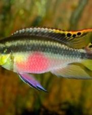 Kribensis 3-4cm