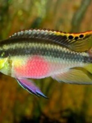 Kribensis 3-4cm