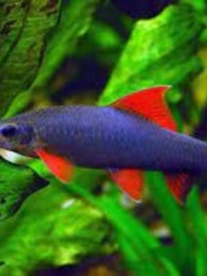 Labeo Frenatus 3-4cm