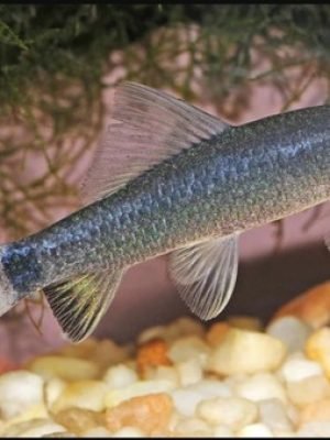 Labeo Frenatus Full Silver 3-4cm