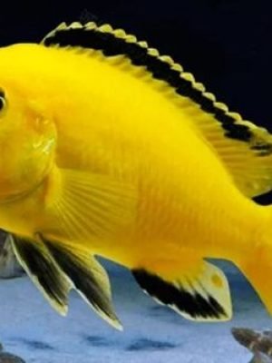 labidochromis Yellow 3-6cm