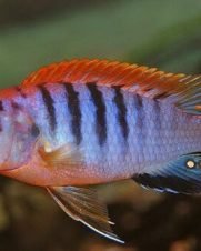 Labidochromis Hongi Sweden 3-6cm